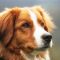 estudio-ayuda-a-conocer-origen-de-los-perros estudio-ayuda-a-conocer-origen-de-los-perros